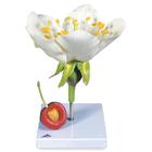 Цветок черешни с плодом (Prunus avium), модель, 1020125 [T210191], Двудольные растения