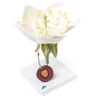 Kirschbl&uuml;te mit Frucht (Prunus avium), Modell, 1020125 [T210191], Zweikeimbl&auml;ttrige Pflanzen (Small)