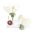Цветок черешни с плодом (Prunus avium), модель, 1020125 [T210191], Двудольные растения (Small)