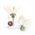 Цветок черешни с плодом (Prunus avium), модель, 1020125 [T210191], Двудольные растения (Small)