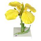Flor de colza (Brassica napus ssp. oleifera), modelo, 1000531 [T21020], Plantas dicotiledôneas