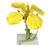 Fleur de colza (Brassica napus ssp. oleifera), modèle, 1000531 [T21020], Dicotylédones (Small)