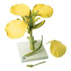Canola Blossom (Brassica napus ssp. oleifera), Model, 1000531 [T21020], Dicotyledonous Plant Models (Small)
