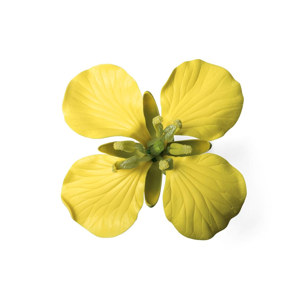 Anatomie La Fleur Colza – Dissection Fleur De Colza – VGWP