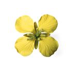 Rapsbl&uuml;te (Brassica napus ssp. oleifera), Modell, 1000531 [T21020], Zweikeimbl&auml;ttrige Pflanzen (Small)
