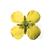 Flor de colza (Brassica napus ssp. oleifera), modelo, 1000531 [T21020], Plantas dicotiledôneas (Small)