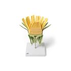 Dandelion Flower (Taraxum officinale), Model, 1000532 [T21022], Dicotyledonous Plant Models (Small)
