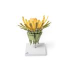 Flor de Dente-de-Le&atilde;o (Taraxum officinale), modelo, 1000532 [T21022], Plantas dicotiled&ocirc;neas (Small)