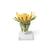 Flor de diente de león (Taraxum officinale), modelo, 1000532 [T21022], Plantas dicotiledóneas (Small)