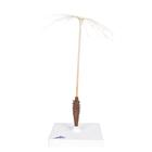 Dandelion Flower (Taraxum officinale), Model, 1000532 [T21022], Dicotyledonous Plant Models (Small)
