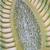 Camomille commune (Matricaria chamomilla), modèle, 1000533 [T21023], Dicotylédones (Small)