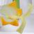 Chamomile Blossom (Matricaria chamomilla) Model, 1000533 [T21023], Dicotyledonous Plant Models (Small)