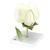 Pea Blossom (Pisum sativum), Model, 1000535 [T21026], Dicotyledonous Plant Models (Small)