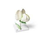 Erbsenbl&uuml;te (Pisum sativum), Modell, 1000535 [T21026], Zweikeimbl&auml;ttrige Pflanzen (Small)