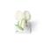 豌豆和豌豆花模型, 1000535 [T21026], 双子叶植物 (Small)