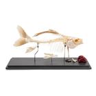 Squelette de carpe (Cyprinus carpio), modèle prêparê, 1020962 [T300011], Ichtyologie (poissonnier)