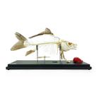 Karpfenskelett (Cyprinus carpio), Pr&auml;parat, 1025473 [T300012], Tiermodelle (Small)