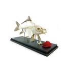 Karpfenskelett (Cyprinus carpio), Pr&auml;parat, 1025473 [T300012], Tiermodelle (Small)