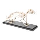 Rabbit Skeleton, Articulated, 1020985 [T300081], Evcil