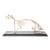 Rabbit Skeleton (Oryctolagus cuniculus var. domestica), Specimen, 1020985 [T300081], Rodents (Rodentia) (Small)