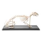 Esqueleto de conejo (Oryctolagus cuniculus var. Domestica), preparado, 1020985 [T300081], Modelos animales (Small)