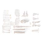 Rabbit skeleton (Oryctolagus cuniculus var. Domestica), disarticulated, 1020986 [T30008U], Rodents (Rodentia)