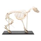 Esqueleto de perro (Canis lupus familiaris), tamaño L, preparado, 1020989 [T300091L], Depredadores (Carnivora)