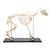 Dog skeleton, L, rigidly mounted, 1020989 [T300091L], Evcil (Small)