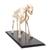 Dog skeleton, L, rigidly mounted, 1020989 [T300091L], Evcil (Small)