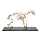 Dog skeleton, M, rigidly mounted, 1020988 [T300091M], Evcil