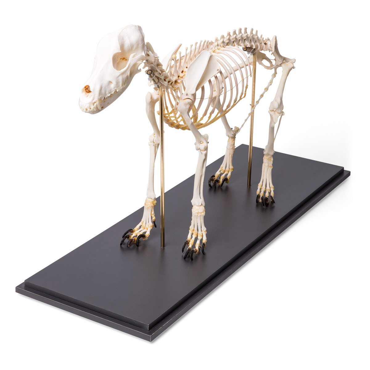 Скелет собаки. Скелеты домашних животных. Модель скелета собаки. Анатомическая модель собаки. Анатомические особенности животных