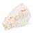 Череп карпа (Cyprinus carpio), препарат, 1020963 [T30010], Рыбы (Small)