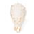 Carp Skull, 1020963 [T30010], Balık (Small)
