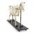 Cow Skeleton,w/o Horns, Articul. on Base, 1020973 [T300121w/o], Çatal tirnaklilar (Artiodactyla) (Small)