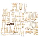 Esqueleto de bovino (Bos taurus), com chifres, desarticulado, 1020976 [T300121wU], Gado