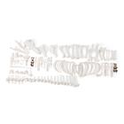 Esqueleto de cerdo (Sus scrofa domesticus), f, desarticulado, 1020997 [T300131FU], Osteología