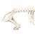 Esqueleto de cerdo domêstico (Sus scrofa domesticus), hembra, preparado, 1020996 [T300131f], Ganado (Small)