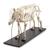 Pig skeleton, f, Disarticulated, 1020998 [T300131m], Çiftlik Hayvanlar (Small)