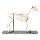 Esqueleto de yegua (Equus ferus caballus), preparado, 1021002 [T300141f], Perisodáctilos (Perissodactyla)