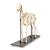 Esqueleto de cavalo (Equus ferus caballus), feminino, preparado, 1021002 [T300141f], Perissodáctilos (Perissodactyla) (Small)