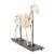 Esqueleto de caballo (Equus ferus caballus), preparado, 1021003 [T300141m], Ganado (Small)