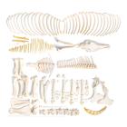 Horse skeleton, m, Disarticulated, 1021005 [T300141mU], Çiftlik Hayvanlar