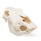 Crâne de bœuf (Bos taurus), sans cornes, prêparation en os naturels, 1020977 [T300151w/o], Bétail