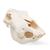 Crâne de bœuf (Bos taurus), sans cornes, prêparation en os naturels, 1020977 [T300151w/o], Bétail (Small)