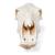 Cráneo de bovino (Bos taurus), sin cuernos, disecado, 1020977 [T300151w/o], Ganado (Small)