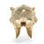 Bovine skull (Bos taurus), without horns, specimen, 1020977 [T300151w/o], Farm Animals (Small)