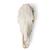 Crâne de bœuf (Bos taurus), sans cornes, prêparation en os naturels, 1020977 [T300151w/o], Bétail (Small)