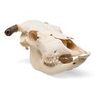 Cranio di bovino (Bos taurus), con corna, preparato, 1020978 [T300151w], Artiodàttili (Artiodactyla)