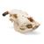 Bovine skull (Bos taurus), with horns, specimen, 1020978 [T300151w], 偶蹄动物 (Small)