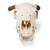 Crâne de bœuf (Bos taurus), avec cornes, prêparation en os naturels, 1020978 [T300151w], Artiodactyles (Artiodactyla) (Small)